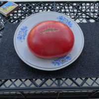 Насіння томату «Африканська королева»