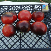 Tomato seeds «Black shadow» 
