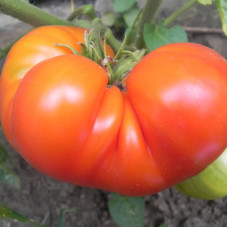 Насіння томату «Голіаф»