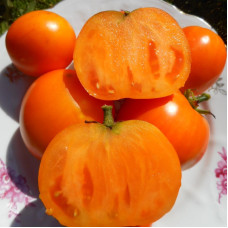 Tomato seeds «Dwarf orange pride» 