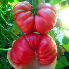 Насіння томату «Ювель»
