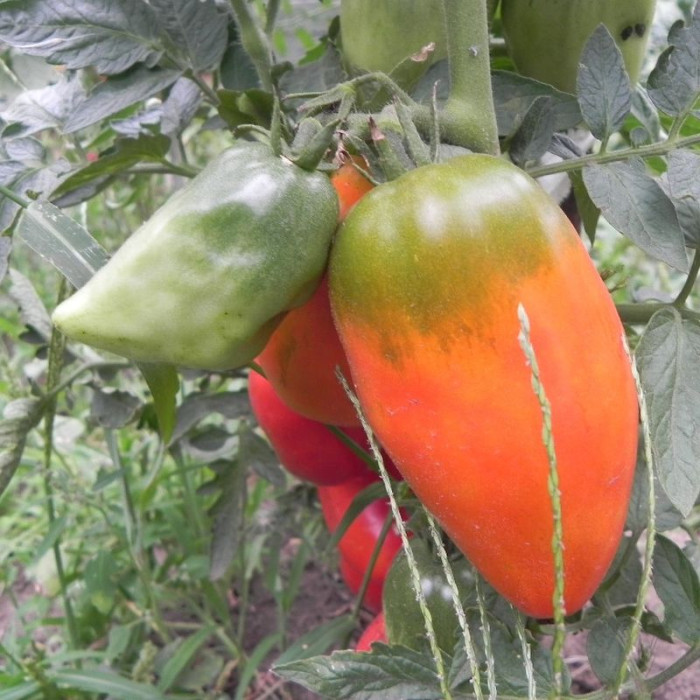 Tomato seeds «Siberian trio» 