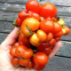 Насіння томату «Райсе томат»