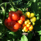 Tomato seeds «Reisetomate tomato» 