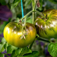 Tomato seeds «Marmande Verte» 