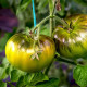 Насіння томату «Марманде зелений»