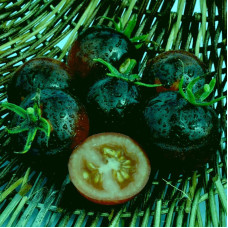 Насіння томату «Максимально синьо-зелений»