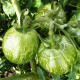 Tomato seeds «Zebra Rita» 