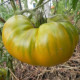 Tomato seeds «Malachite box» 