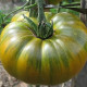 Tomato seeds «Malachite box» 