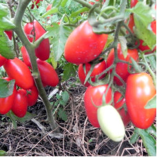 Насіння томату «Червоний ікло»