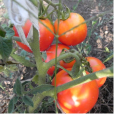 Насіння томату «Щедрий»