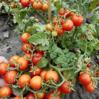 Tomato seeds «Sweet 'n' Neat Scarlet» 