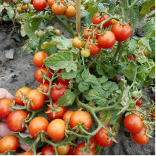 Tomato seeds «Sweet 'n' Neat Scarlet» 