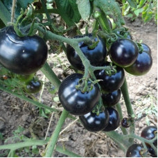 Tomato seeds «Chernichensky cherry» 
