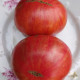 Насіння томату «Карлик солодка Жар-птиця»