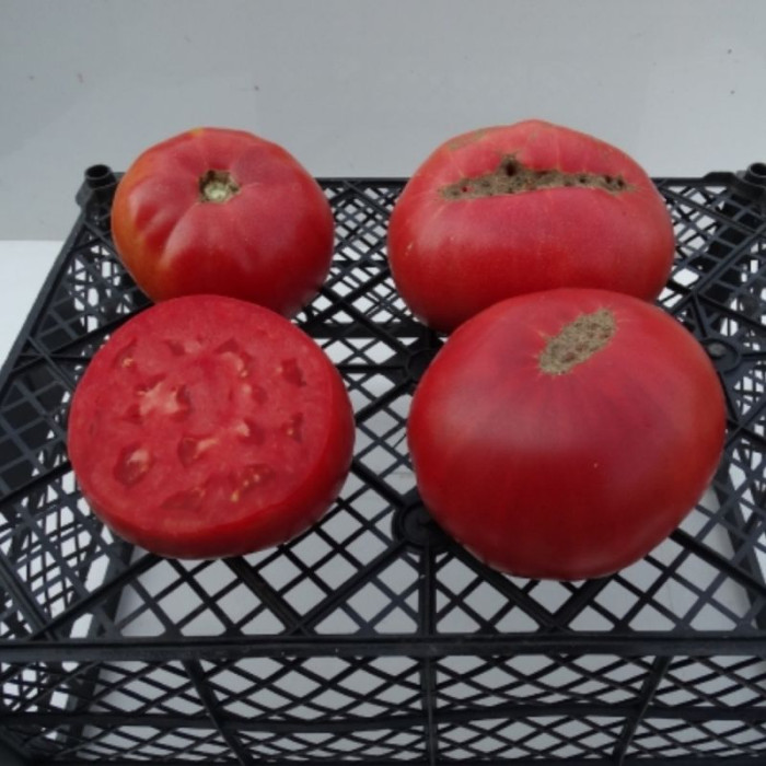 Насіння томату «Мавленове»