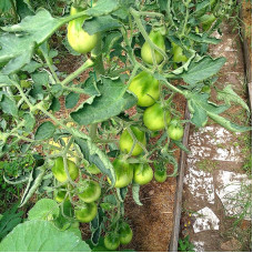 Насіння томату «Зелена груша»
