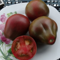 Насіння томату «Винний глечик»