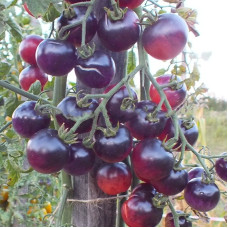 Tomato seeds «Painted pink» 