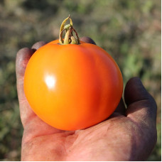 Tomato seeds «Earl of edgecombe» 