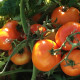 Tomato seeds «Earl of edgecombe» 