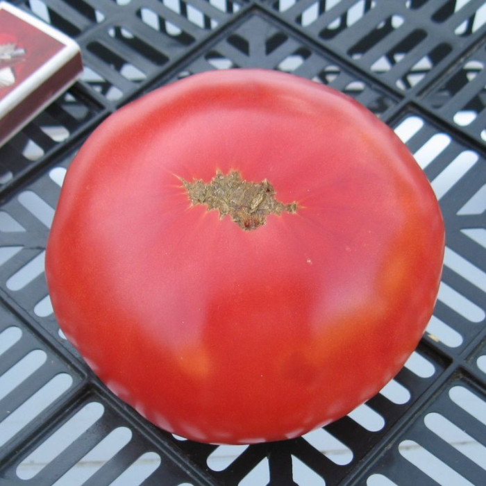 Tomato seeds «Rosa beefsteak» 