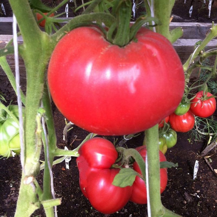 Tomato seeds «Oriental crumpet» 