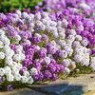 Alyssum seeds Alyssum seeds