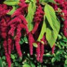 Amaranth seeds Amaranth seeds
