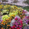 Flower seeds