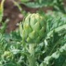 Artichoke seeds Artichoke seeds