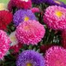 Aster seeds Aster seeds