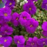 Aubrieta seeds Aubrieta seeds