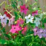 Nicotiana alata (jasmine tobacco) seeds Nicotiana alata (jasmine tobacco) seeds