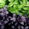 Basil seeds Basil seeds