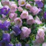 Bellflower seeds Bellflower seeds