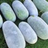 Wax gourd seeds Wax gourd seeds