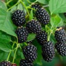 Blackberry seeds Blackberry seeds