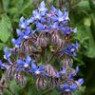 Borage seeds Borage seeds