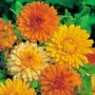 Calendula seeds Calendula seeds