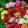 Carnation seeds Carnation seeds