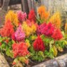 Celosia seeds Celosia seeds