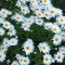 Chamomile seeds Chamomile seeds