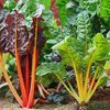 Vegetable Seeds