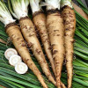Vegetable Seeds