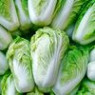 Cabbage chinese seeds Cabbage chinese seeds
