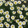Chrysanthemum seeds Chrysanthemum seeds