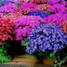 Cineraria seeds Cineraria seeds