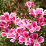 Clarkia seeds Clarkia seeds